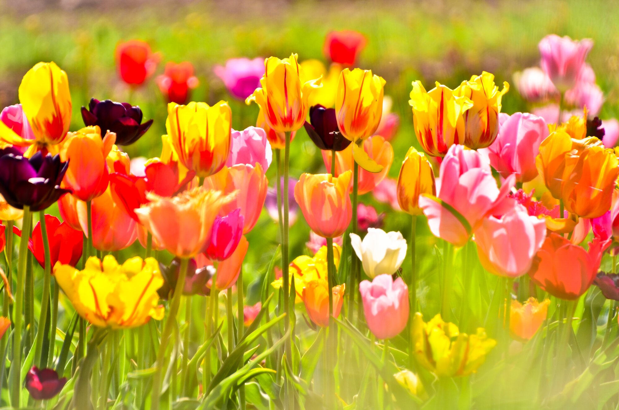 Colores y tendencias de primavera para transformar tu departamento