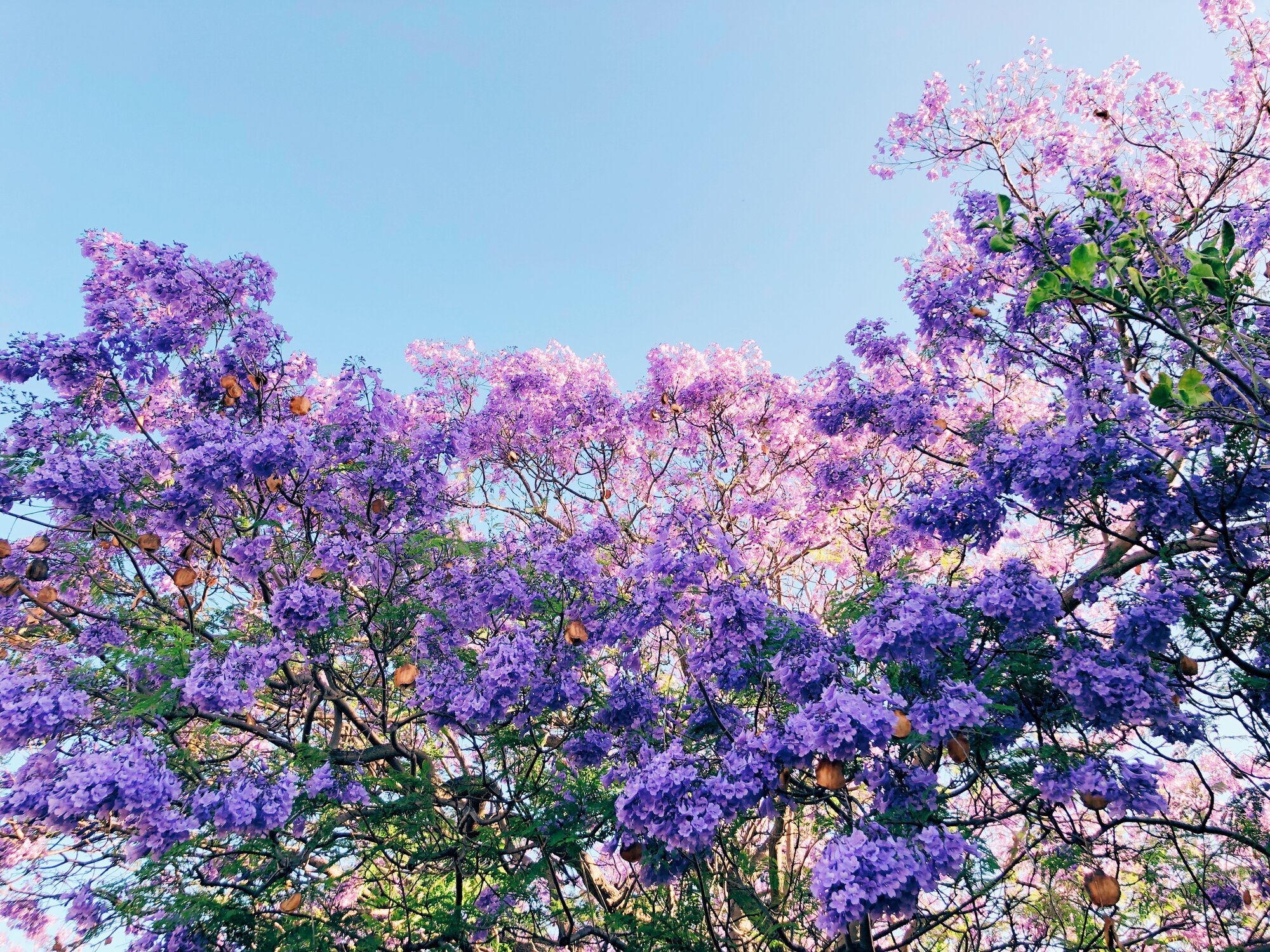 Jacarandas, el espectáculo púrpura que anuncia la primavera en CDMX