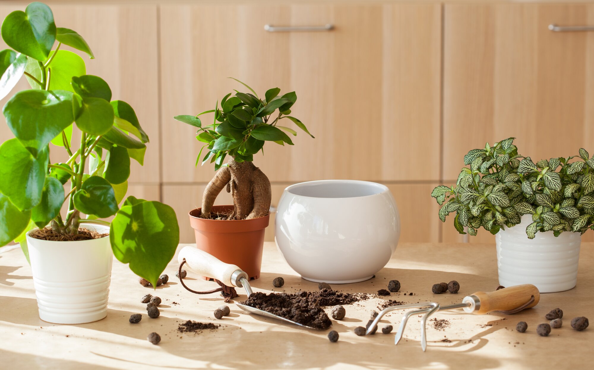 Plantas de sombra para interiores