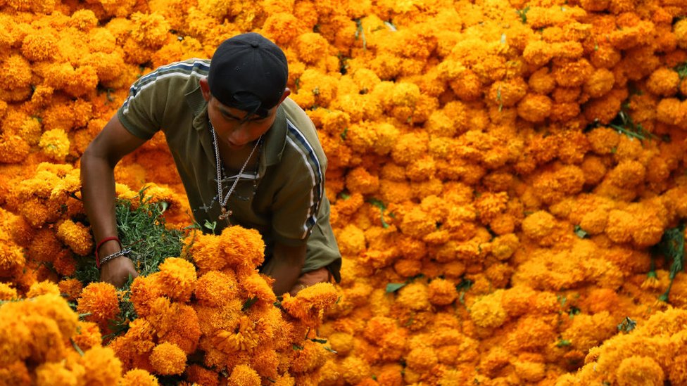 _115147931_gettyimages-1229333860 flor de cempasúchil