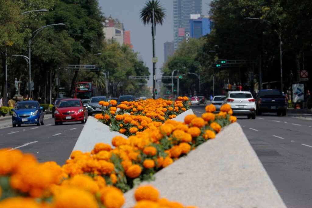 WhatsApp-Image-2019-10-13-at-5.25.23-PM flor de cempasúchil