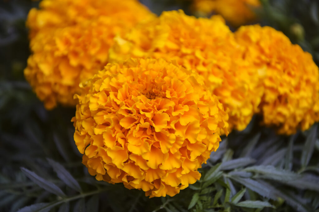 Beautiful orange marigolds flowers in garden on summer day. Clos Flor de cempasúchil