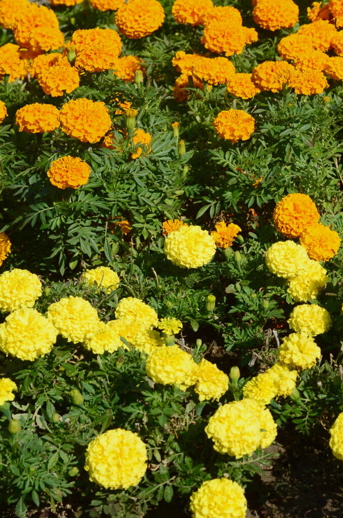Blossoming Marigolds flowers in the garden. Many small orange and Yellow Flowers. Calendula in the park