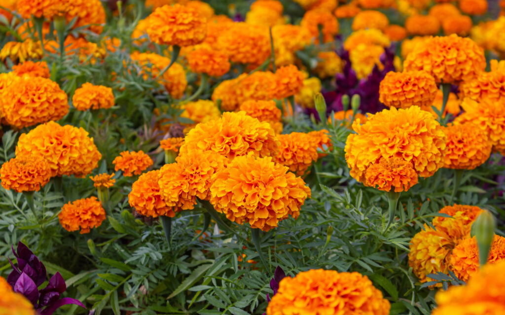 Cempasuchil flower field in a sunny day background. Close-up shot of a beautiful Orange Marigold flower blossom in the garden.