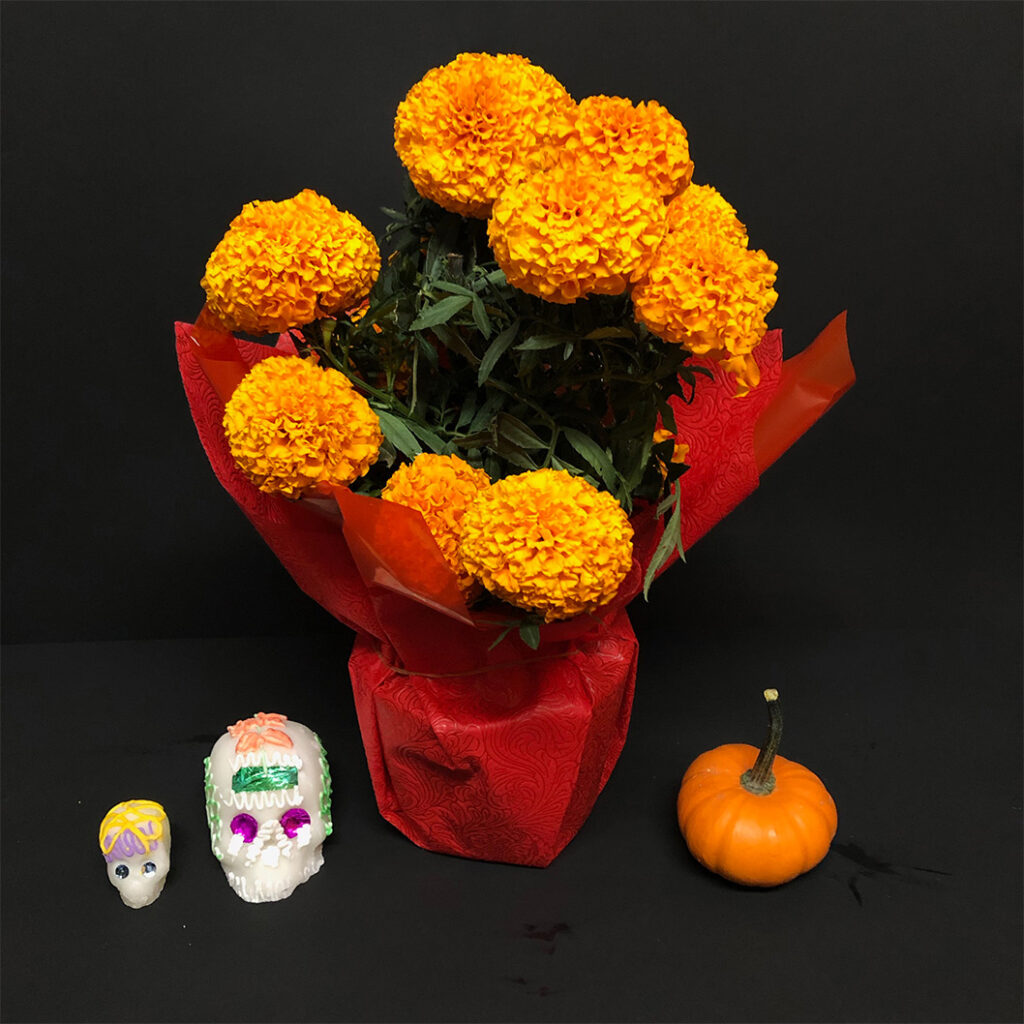 flor de cempasúchil