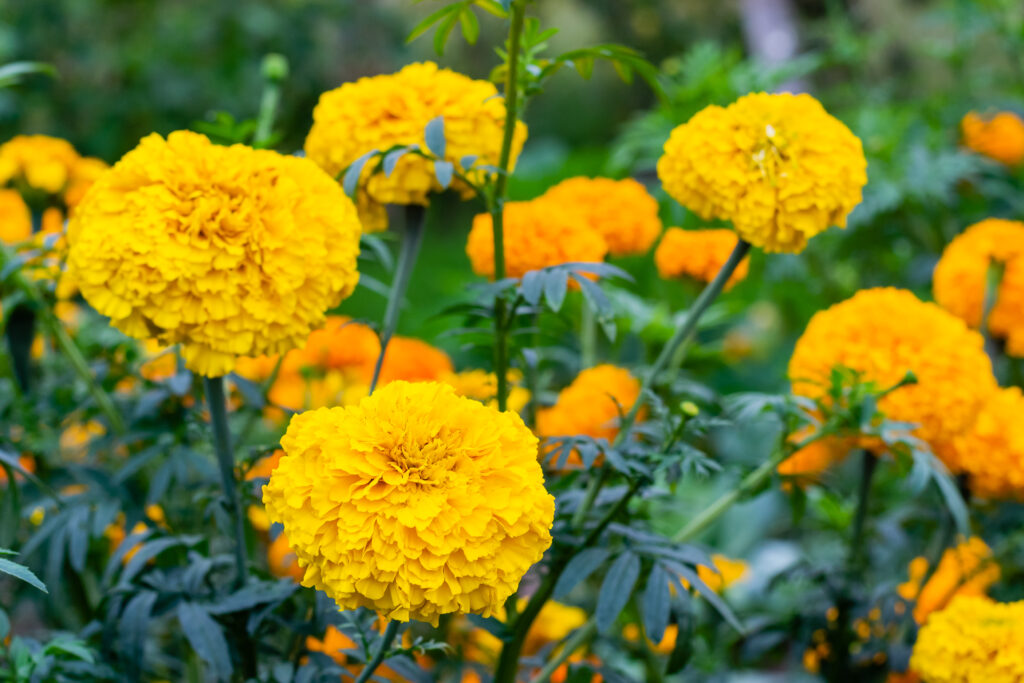 Marigold flower blossom in garden. Head of yellow marigold plant, close up flor de cempasúchil