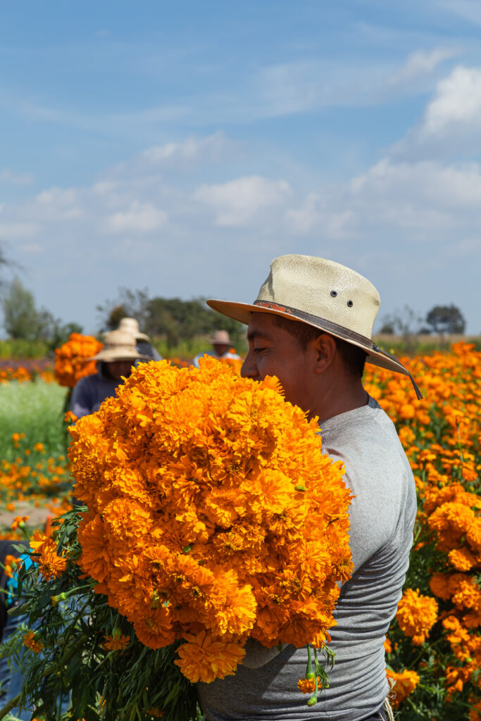 portrait-of-a-mexican-farmer-cultivating-marigold-2025-10-16-04-49-46-utc flor de cempasúchil