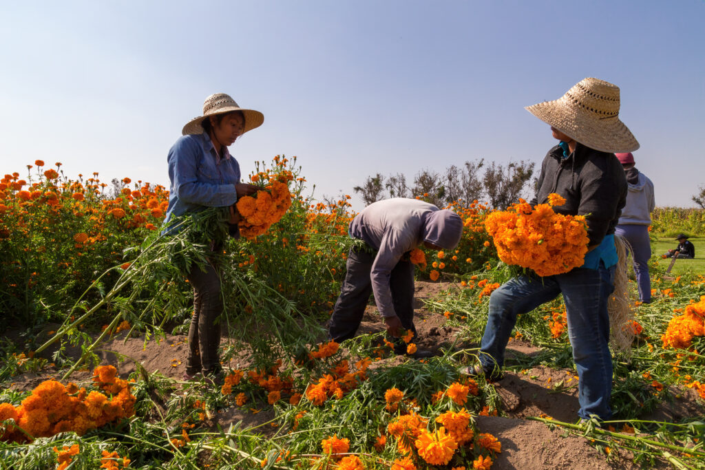portrait-of-mexican-farmers-growing-cempasuchil-fl-2025-10-16-03-56-53-utc