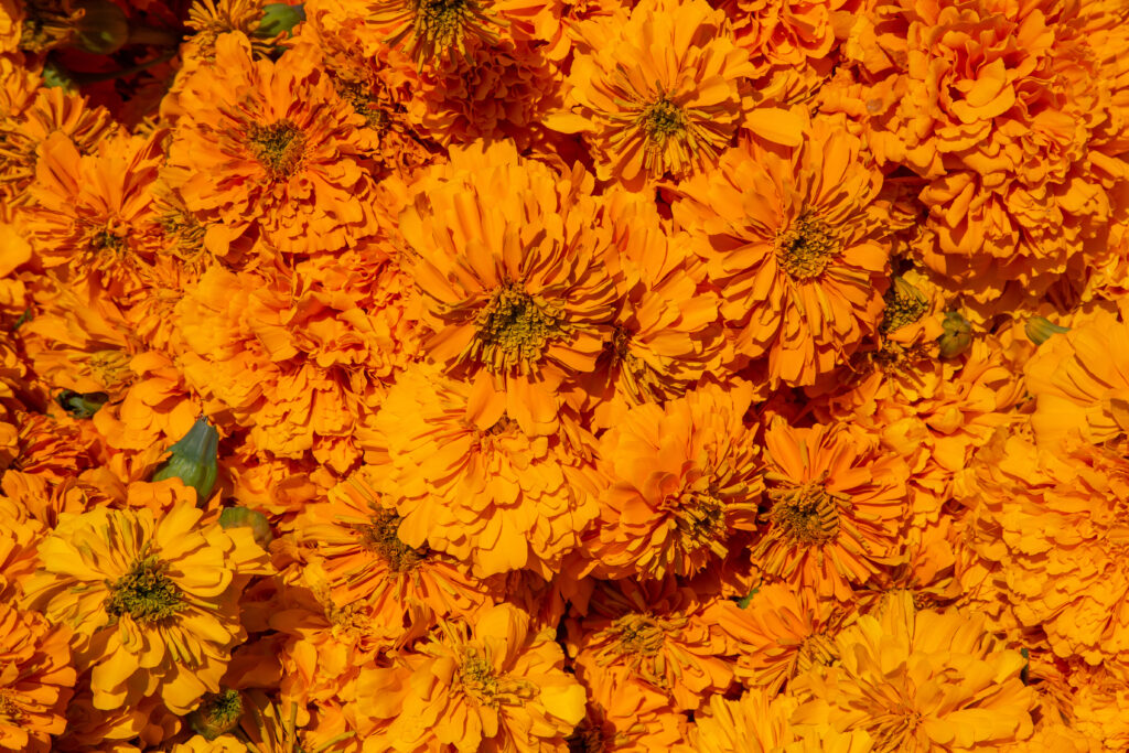 Top view of orange marigolds under the sunlight - perfect for wallpapers flor de cempasúchil